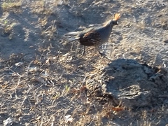 Callipepla douglasii