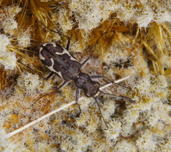 Neocicindela tuberculata