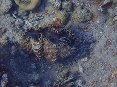 Tridacna squamosa