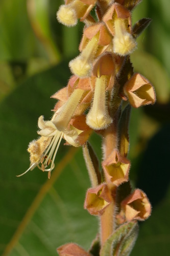 Amasonia hirta