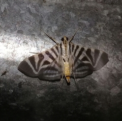 Spilomela perspicata