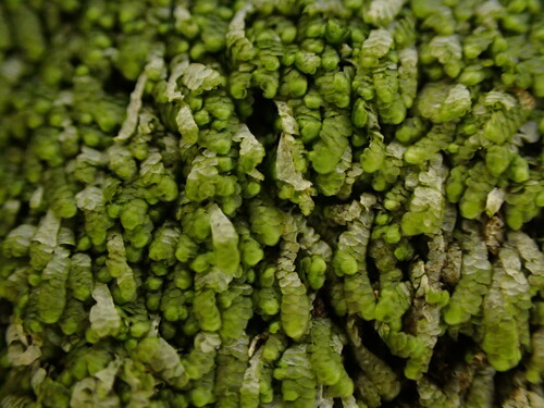 Cheilolejeunea mimosa