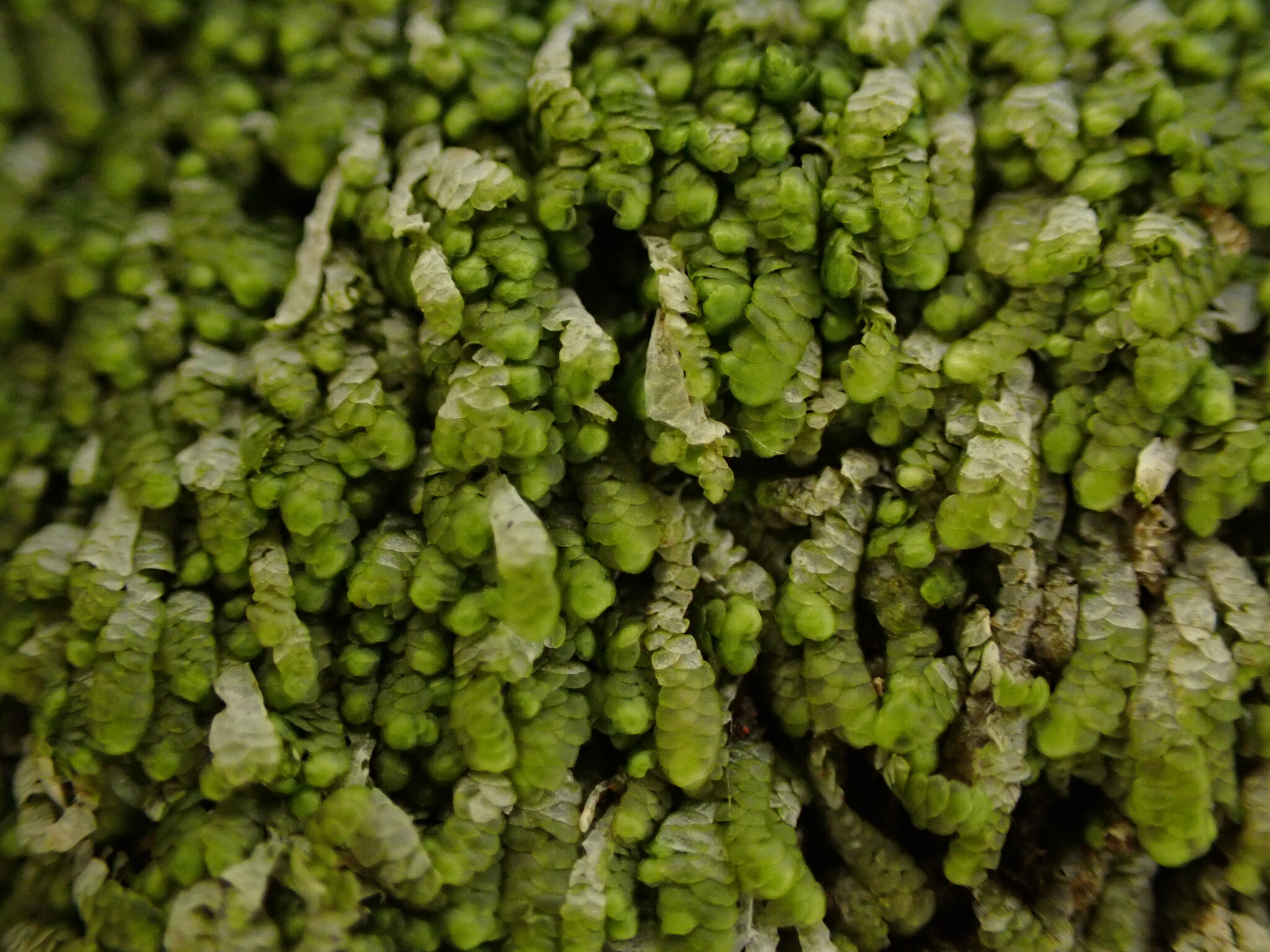 Cheilolejeunea mimosa