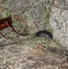 Armadillidium vulgare
