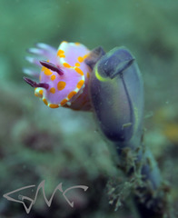 Clavelina meridionalis