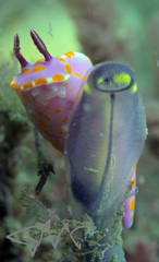 Clavelina meridionalis