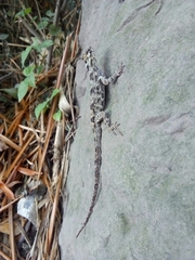 Anolis sulcifrons