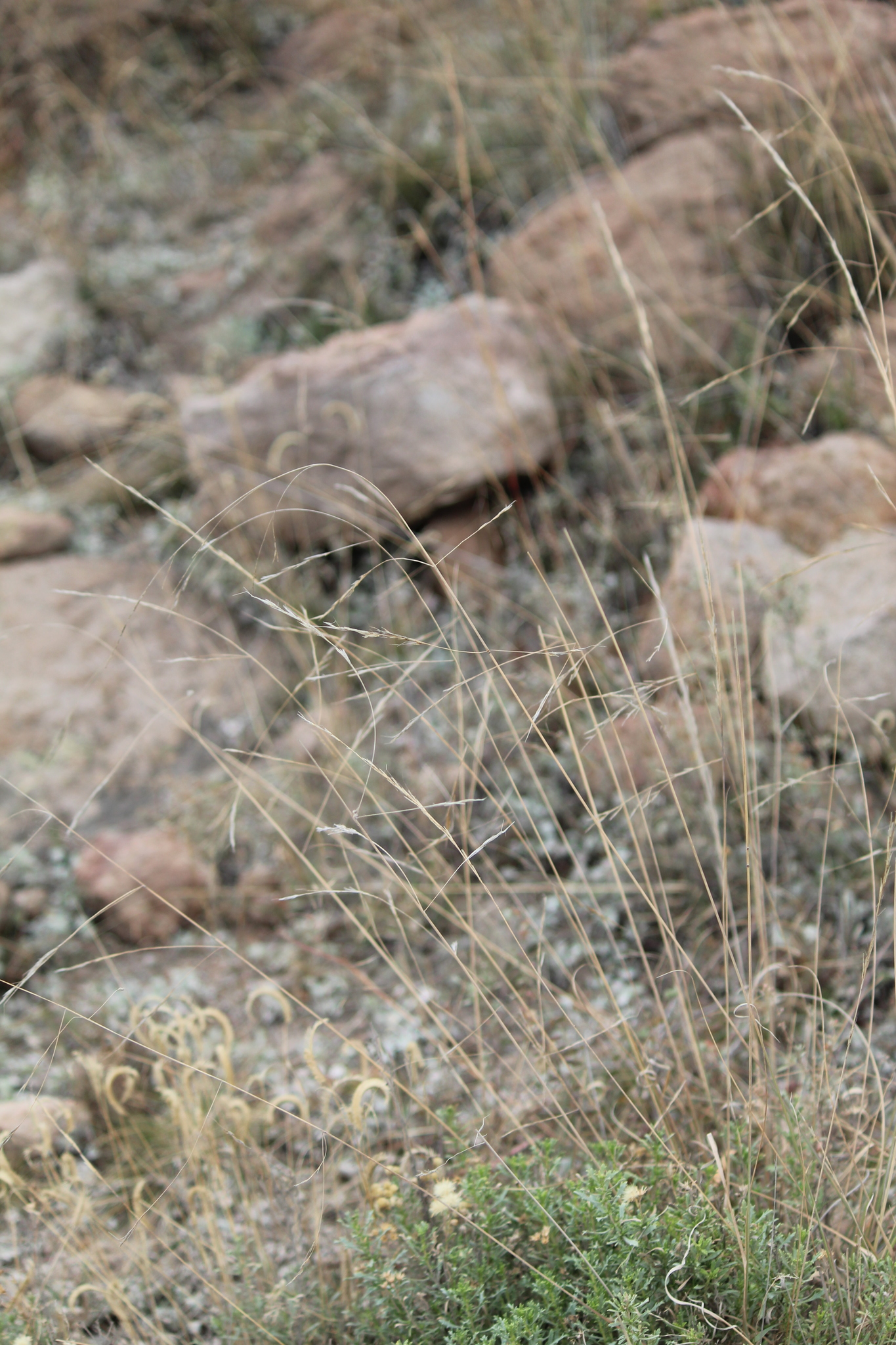 Aristida laxa