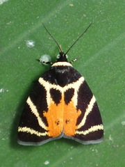 Hemerophila felis