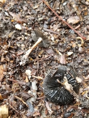 Coprinopsis lagopus