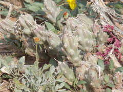 Grusonia