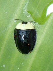 Imatidium thoracicum