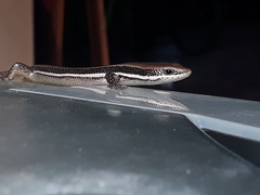 Marisora lineola