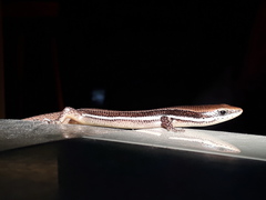 Marisora lineola