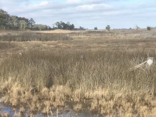 Needlegrass rush (Juncus roemerianus)