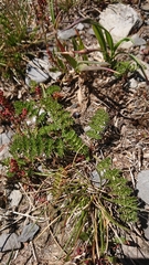 Chaerophyllum eriopodum