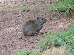 Microcavia australis