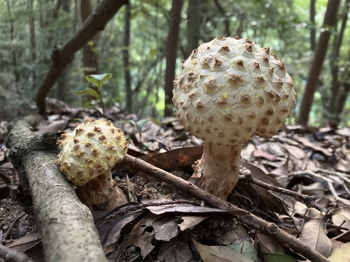 観察された菌類