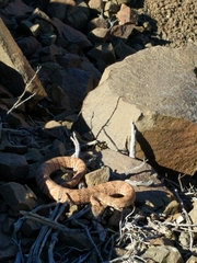 Crotalus stephensi