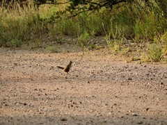 Rhinocrypta lanceolata