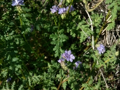 Phacelia ramosissima