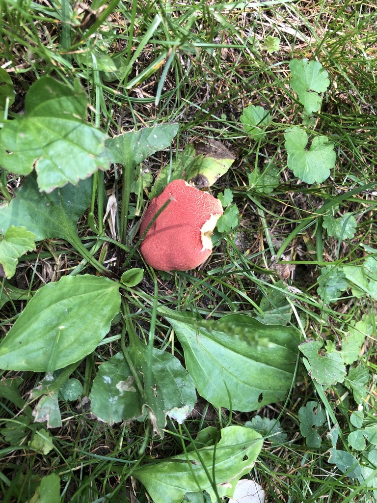 Agaricomycetes from Kilbuck Bluffs County Forest Preserve, Rockford, IL ...