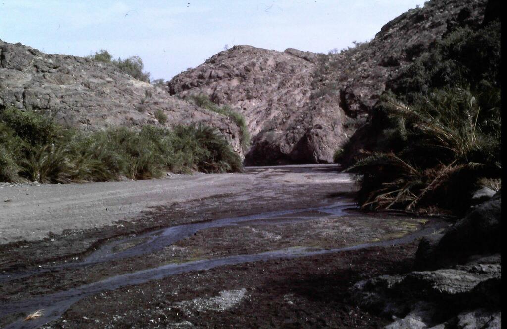 Phoenix caespitosa