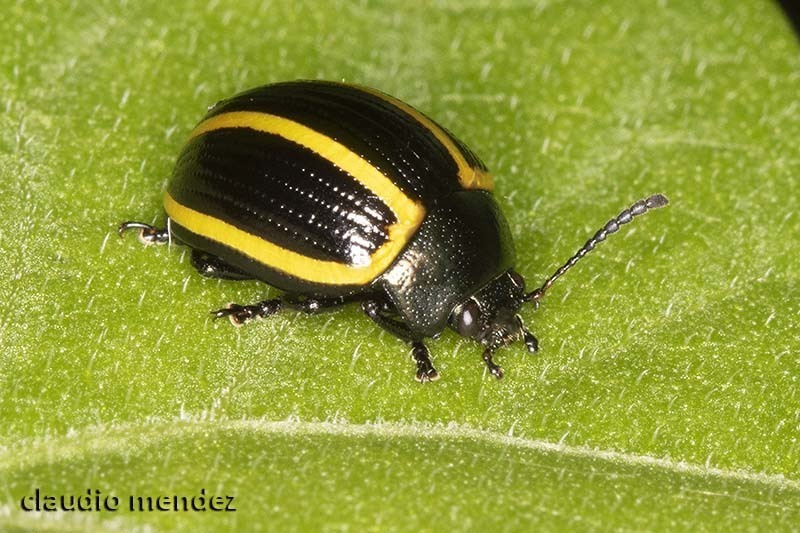 Desmogramma bivia