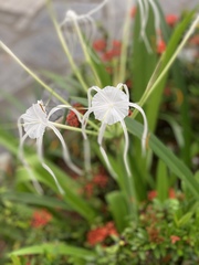 Hymenocallis speciosa