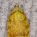 Red-edged Acleris Moth - Photo (c) Stuart Tingley, some rights reserved (CC BY-NC), uploaded by Stuart Tingley