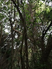 Bravaisia integerrima