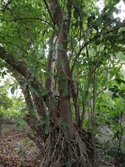 Bravaisia integerrima