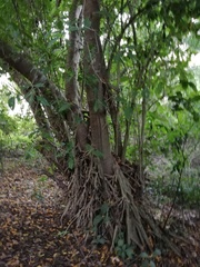 Bravaisia integerrima