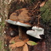 Ganoderma brownii - Photo (c) R.J. Adams, some rights reserved (CC BY-NC), uploaded by R.J. Adams