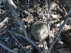 Mammillaria karwinskiana