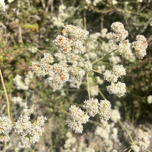 iNaturalist observation photo of California Buckwheat