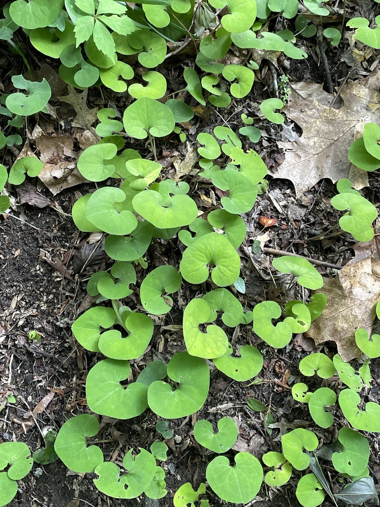 Canadian wild ginger from Wheaton Regional Park, Silver Spring, MD, US ...