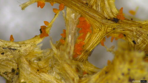Cocoonihabitus sinensis