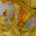 Cocoonihabitus sinensis - Photo 由 Atsushi Nakajima 所上傳的 (c) Atsushi Nakajima，保留部份權利CC BY