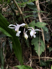 Calanthe arisanensis