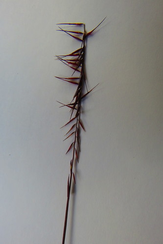 Bouteloua triaena, 2019-01-11