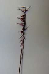 Bouteloua triaena