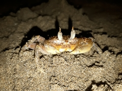 Ocypode gaudichaudii