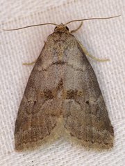 Hyperstrotia pervertens