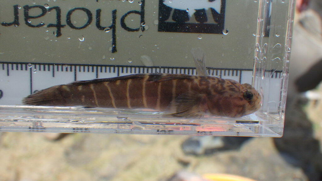 Naked goby (Gobiosoma bosc) — Gobiidae