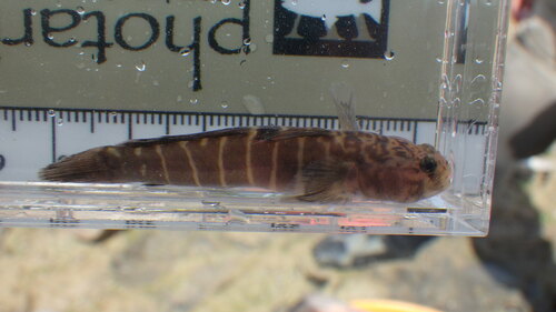Naked goby (Gobiosoma bosc) — Gobiidae