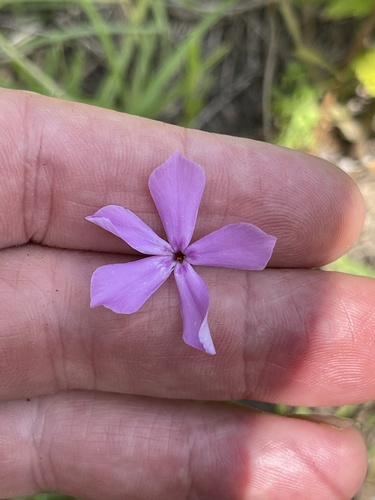Florida Phlox (Phlox floridana)