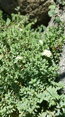 Pimelea prostrata