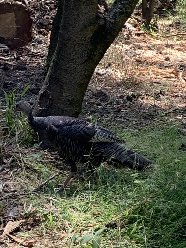 Wild turkey from tilden nature area kensington ca us on july 21