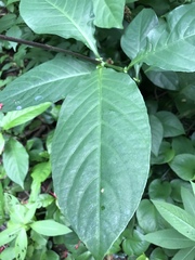 Odontonema